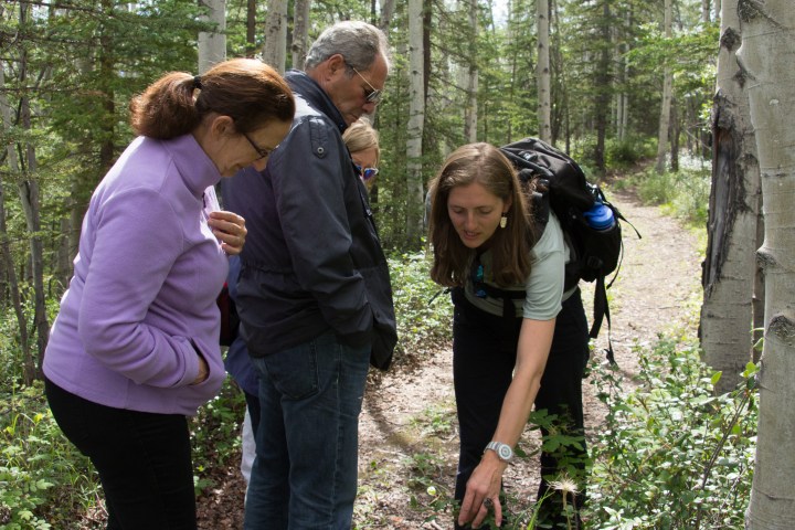 Three people observing plants on a forest trail.