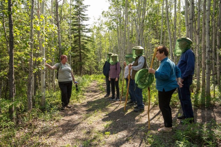 People with protective veils walking through a forest trail led by a guide.